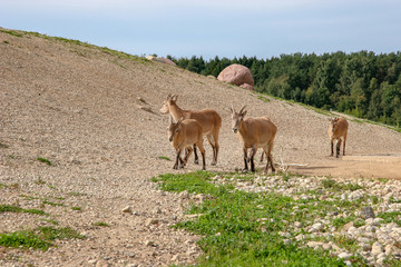 A herd of four mountain goats with brown wool walks along the hill in sunny weather. Sunny. There is green grass on the ground. Forest on the background.