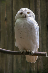 White polar owl sits on a branch. Big yellow eyes are open. Dark spots on feathers. Selective focus, blurred background.
