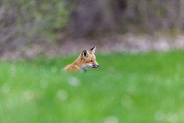 Red fox cub waiting by its den or earth for its mother to bring back food from a hunting yrip.