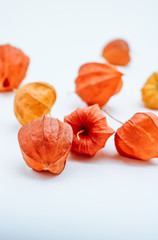 Close up of Chinese Lantern blossoms isolated on white background