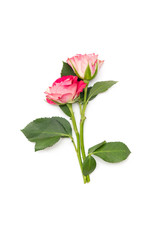 small pink roses isolated on a white background
