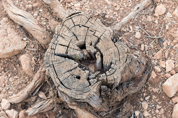Tree trunk cut