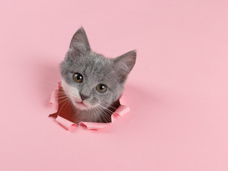 The kitten is looking through torn hole in pink paper. Playful mood kitty. Unusual concept, copy...