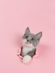 The kitten is looking through torn hole in pink paper. Playful mood kitty. Unusual concept, copy space.