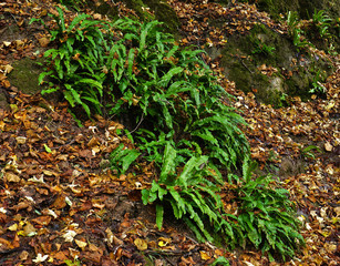 Hirschzungenfarn, Asplenium scolopendrium, common hart's tongue,