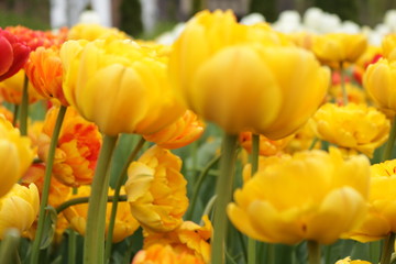 Obraz premium yellow tulips at the Ottawa tulip festival