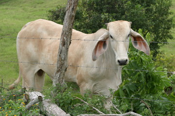 Cebu cattle