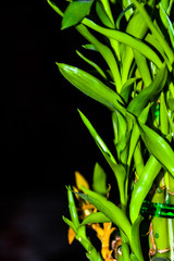 bamboo leaves on black background