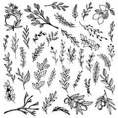 Fototapeta premium Set of hand-drawn floral elements, plants and flowers. Isolated branches on a white background. Sketchy elements of design. Vector illustrations.