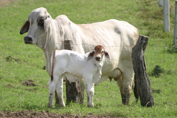 Cebu cattle