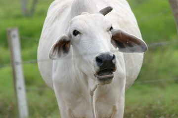 Cebu cattle