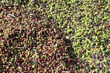 Harvested olives in olive oil mill in Greece.