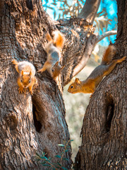 squirrel on tree © inzell