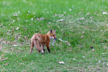 Fox cubs playing in a field in Quebec, Canada.