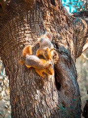 squirrel on tree