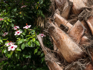 Portugiesischer Hibiskus © JoeHam 