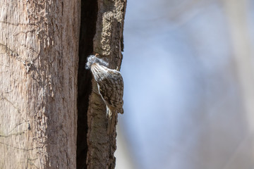 Tree Creeper (Certhia familiaris).