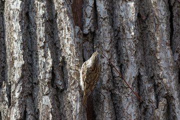 Tree Creeper (Certhia familiaris).