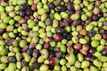 Harvested olives in olive oil mill in Greece.