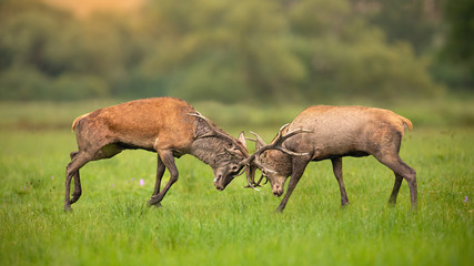 Two red deer, cervus elaphus, stags fighting against each other using antlers and pushing hard. Fierce wild mammals protecting territory in autumnal rutting season. Aggressive animals in conflict.