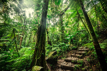 Luxuriant vegetation in Basse Terre jungle