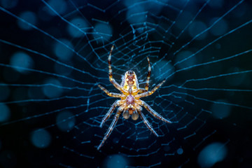 Spider on web