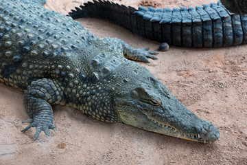 Beautiful still crocodile