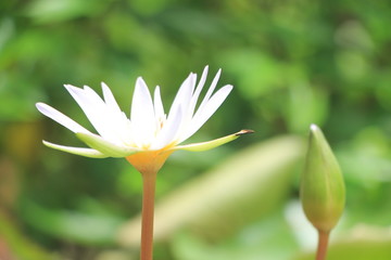 Little lotus bloom in my garden.
