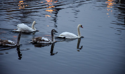 Group of swans on the Vltava river in Prague