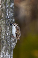 Tree Creeper (Certhia familiaris).