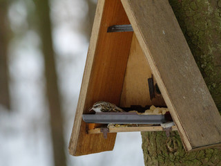 Tree Creeper (Certhia familiaris).