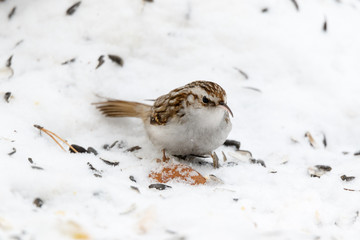 Tree Creeper (Certhia familiaris).