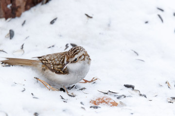 Tree Creeper (Certhia familiaris).