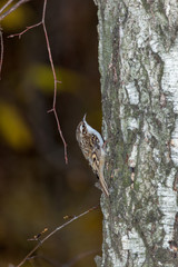 Tree Creeper (Certhia familiaris).