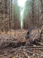 Sticks on the path into the future