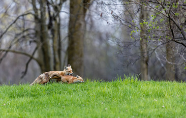 Fox cubs playing in a field in Quebec, Canada.