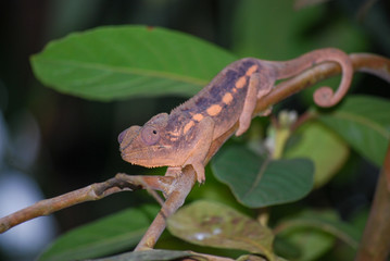 chameleon on a branch