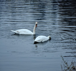 Fototapeta premium two swans on the lake