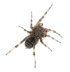 Giant hairy spider isolated on white background, top view