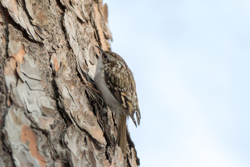 Tree Creeper (Certhia familiaris).