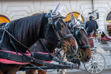 Obraz premium Horse-drawn carriage or Fiaker, popular tourist attraction, on Michaelerplatz in Vienna, Austria.