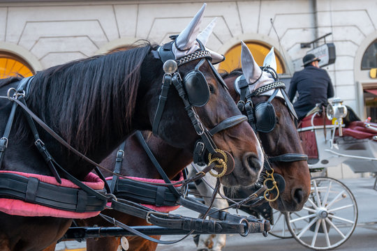 Horse-drawn carriage or Fiaker, popular tourist attraction, on Michaelerplatz in Vienna, Austria.