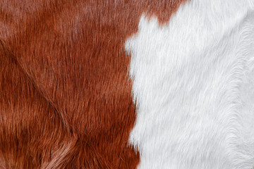 Fur cow leather texture background