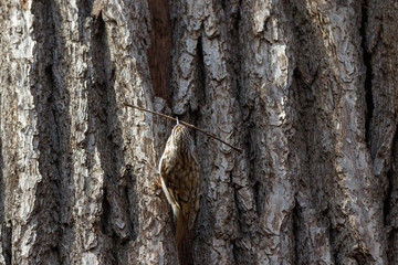Tree Creeper (Certhia familiaris).