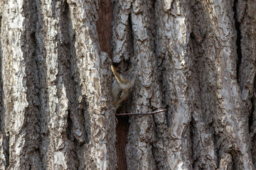 Tree Creeper (Certhia familiaris).