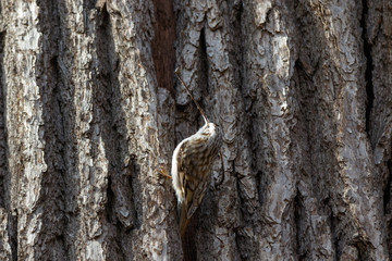 Obraz premium Tree Creeper (Certhia familiaris).