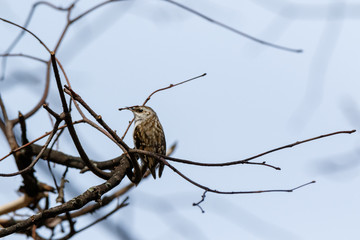 Tree Creeper (Certhia familiaris).