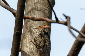 Tree Creeper (Certhia familiaris).