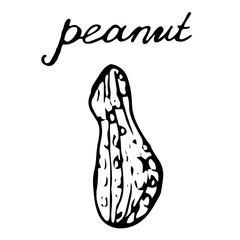 Walnut on an isolated white background hand-drawn. Black contour of peanuts.