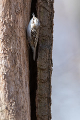 Tree Creeper (Certhia familiaris).